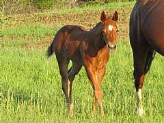 Roses Katie Reed JW<br>AQHA Pending