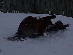 Tex taking advantage of the snow!