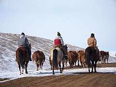 Moving cattle home.