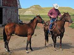 2010 Paddys Gin Laredo JW being ponied by 2008 Peponita Stareyed JW