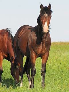 Introducing 2010 stallion prospect, Whoop Up Whiskey (My Little Sugar Babe x Paddys Irish Whiskey)