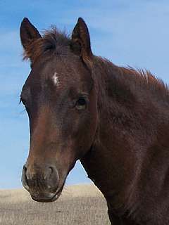 Peponita Bar Fly JW<br>AQHA 5078114