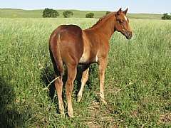 Little Diego Reed JW<br>AQHA Pending
