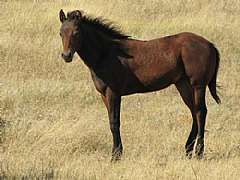 Earthquake Reed JW<br>AQHA Pending