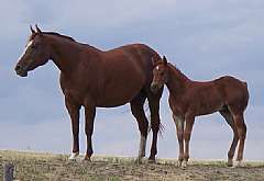 Pictured with her 2008 foal.