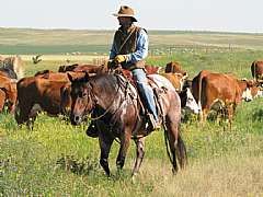Docs Fancy Roan<br>AQHA 4558056