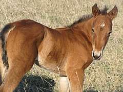 Paddys Gin Luke JW<br>AQHA Pending
