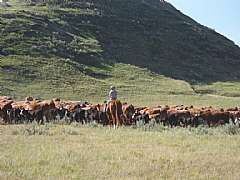 Ryan always claims that he moves ALL the cattle by himself!!