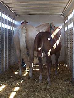 Trailer load practice for the foals.