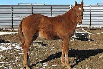 Paddys Gin Skip JW<br>AQHA 5454371