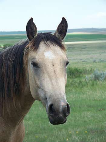 Mujer Lady Dial JW<br>AQHA 4857419
