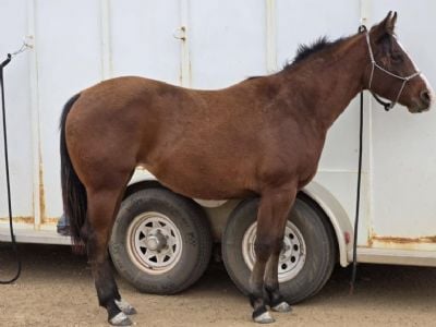 Paddys Gin Royal JW <BR> AQHA 6258516