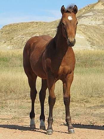 Paddys Gin Anakin JW<br>AQHA 5411540