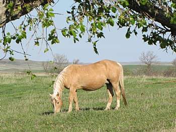 BP Princess Lace<br>AQHA 3317976