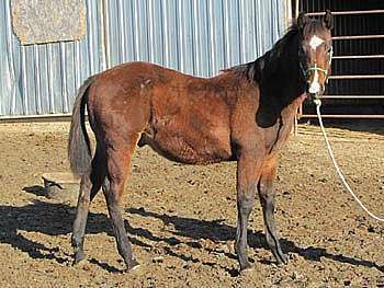 Bandersnatch Reed JW<br>AQHA 5454370