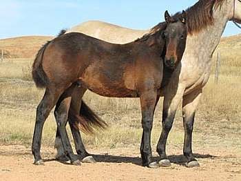 Paddys Gin Boba JW<br>AQHA 5431685