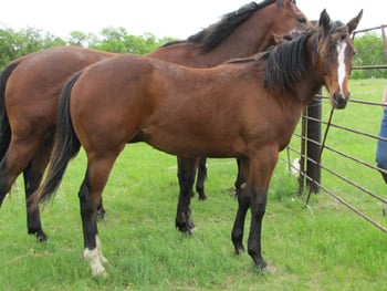 Paddys Gin Boogie JW<br>AQHA 5519285