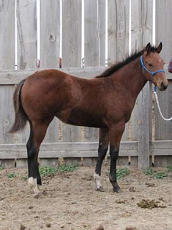 Paddys Gin Breezy JW<br>AQHA X0702707