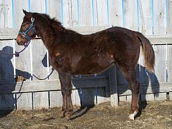 Peponita Bugseyed JW<br>AQHA 5078115