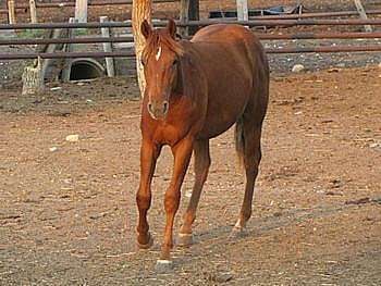 Charizard Reed JW<br>AQHA 5411534