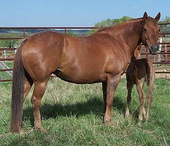 Charjody<br>AQHA 3589689