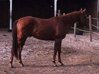 Charmander Reed JW<br>AQHA 5300990