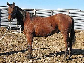 Chewbacca Reed JW<br>AQHA 5411161