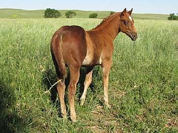 Little Diego Reed JW<br>AQHA 5299923