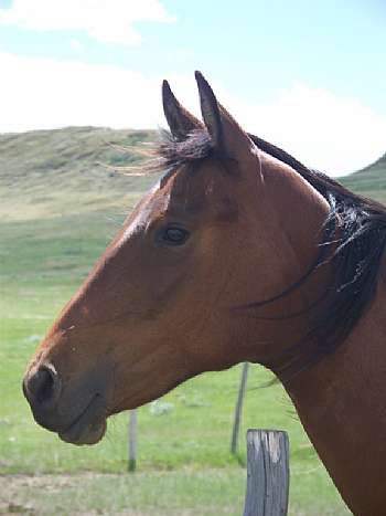 Mujer Dusty Bar JW<br>AQHA 4857420