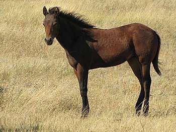 Earthquake Reed JW<br>AQHA Pending