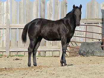 Dustys Ebony Reed JW<br>AQHA 5454366