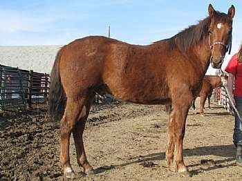 Peponita Docs Fly JW<br>AQHA X0674549