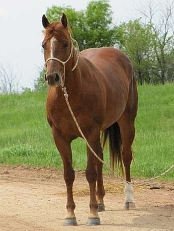 Peponita Laceyed JW<br>AQHA 5078116