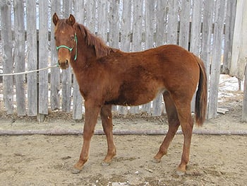 Hokey Pokey Reed JW<br>AQHA 5514242