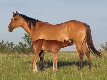 UR A Little Sugar<br>AQHA 4420396