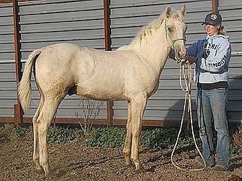 Docs Hustle Drift JW<br>AQHA X0708907