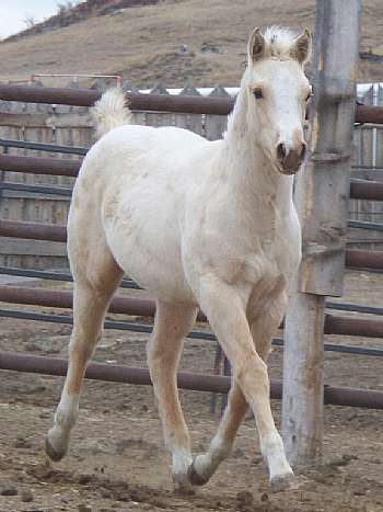 Paddys Gin Jack JW<br>AQHA 5187638