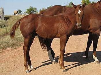 Paddys Gin Jango JW<br>AQHA 5411539