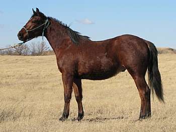 Docs Reed Jet JW<br>AQHA X0691120