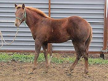 Paddys Gin Jig JW<br>AQHA 5538958