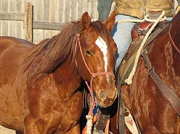 Roses Joe Reed JW<br>AQHA 5299928