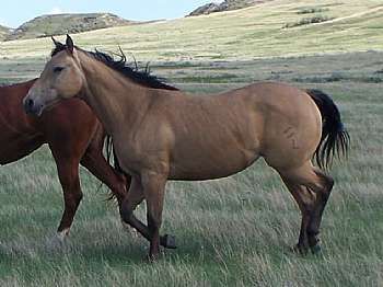 Mujer Johny Bar JW<br>AQHA 4857422