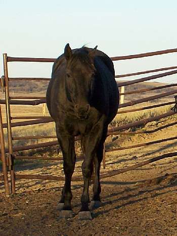 My Little Kitty<br>AQHA 2894154