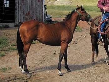 Paddys Gin Laredo JW<br>AQHA 5299750