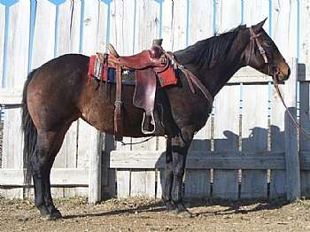 Mujer Lily Dancer JW<br>AQHA 4857421
