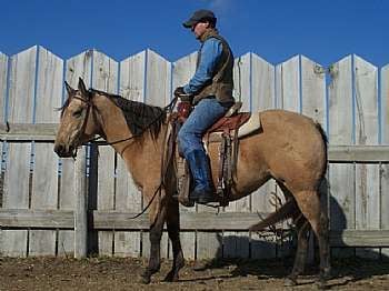 Mujer Lucy Skip JW<br>AQHA 4857423