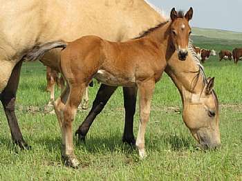 Paddys Gin Luke JW<br>AQHA Pending