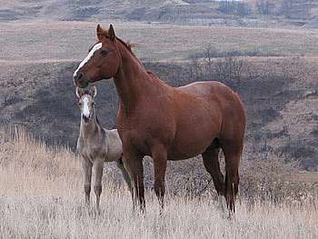 Miss Jacks Wrangler<br>AQHA 3707789