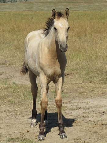 Miss Norway Reed JW<br>AQHA 5299924