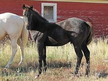 Obi Wan Kenobi Reed<br>AQHA 5411162
